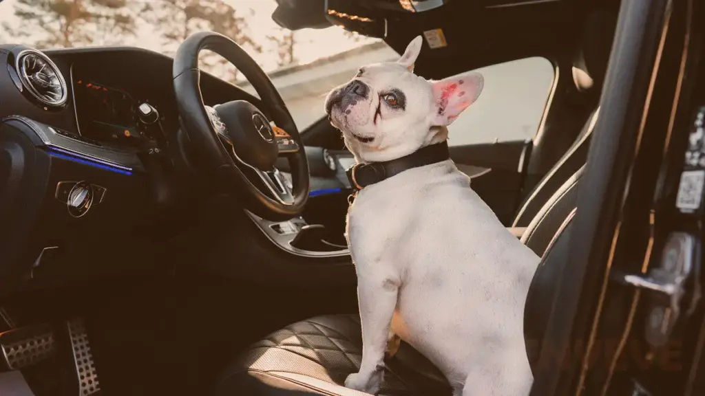 Perro al volante en un carro