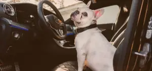Perro al volante en un carro